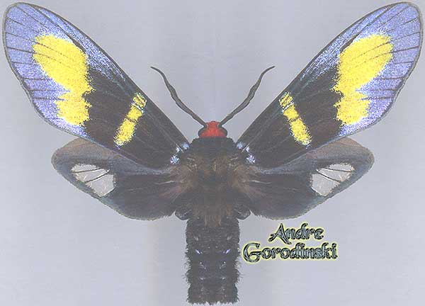 http://www.gorodinski.ru/lepidoptera/Zygaenidae     sp. 2.jpg